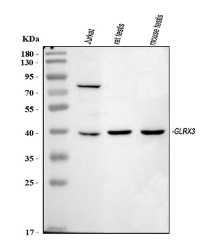 TXNL2/GLRX3 Rabbit Polyclonal Antibody