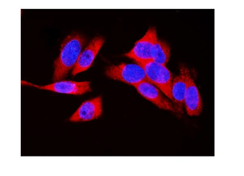 LDHA Antibody