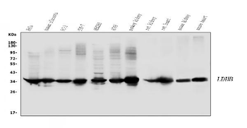 Lactate Dehydrogenase B/LDHB Antibody