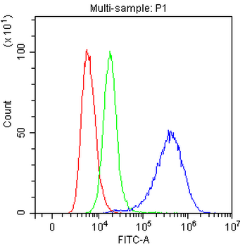 NFIA Antibody