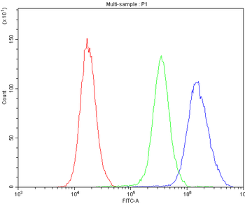 NFIA Antibody
