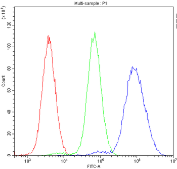 NFIA Antibody