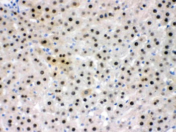 NFIA Antibody