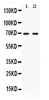 NFIA Antibody