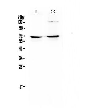 NFIA Antibody