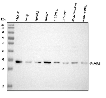 Proteasome 20S C2/PSMA1 Antibody