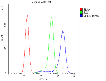 RPL19 Rabbit Polyclonal Antibody