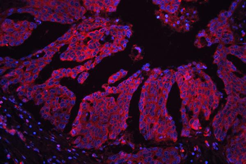 MPS1/RPS27 Rabbit Polyclonal Antibody