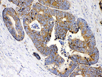 MPS1/RPS27 Rabbit Polyclonal Antibody