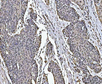 PC4/SUB1 Rabbit Polyclonal Antibody