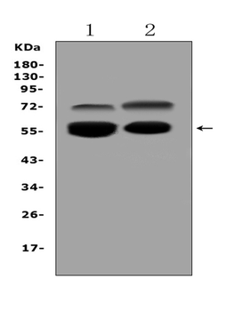 VNN1 Rabbit Polyclonal Antibody