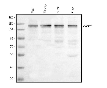 AFF4 Rabbit Polyclonal Antibody