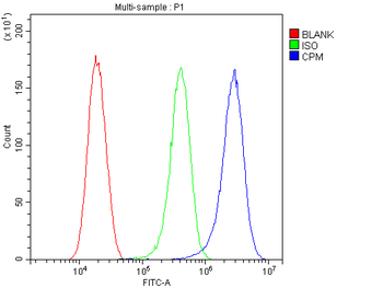 Carboxypeptidase M/CPM Rabbit Polyclonal Antibody