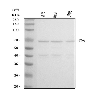 Carboxypeptidase M/CPM Rabbit Polyclonal Antibody