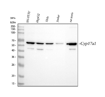 Cytochrome P450 17A1/CYP17A1 Antibody
