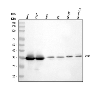 Emerin/EMD Antibody