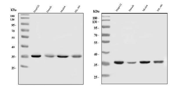 HnRNP A1/HNRNPA1 Antibody