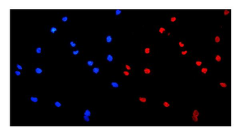 HnRNP A1/HNRNPA1 Antibody
