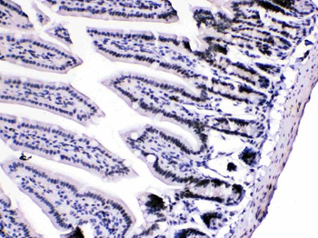 HnRNP A1/HNRNPA1 Antibody