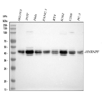 HnRNP F/HNRNPF Antibody