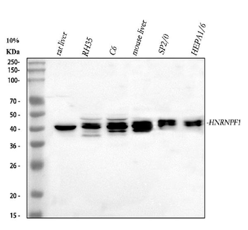 HnRNP F/HNRNPF Antibody