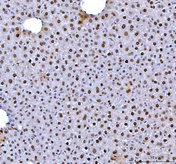 HnRNP L/HNRNPL Antibody