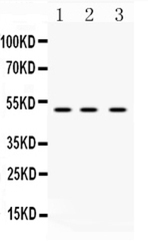 DR4/TNFRSF10A Antibody