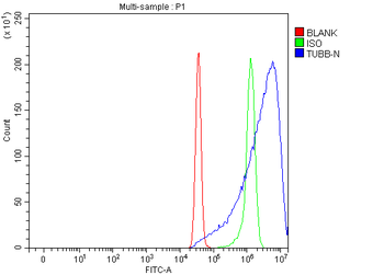 Beta Tubulin/TUBB Antibody