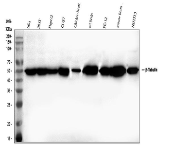 Beta Tubulin/TUBB Antibody