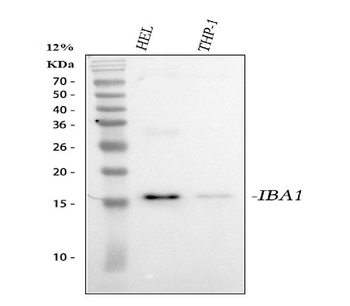 Iba1/AIF1 Antibody