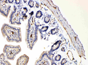 Bax Antibody