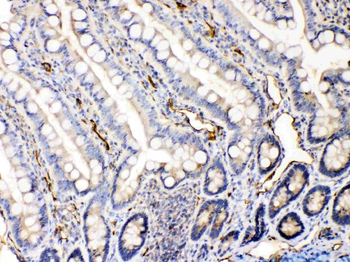 Bax Antibody
