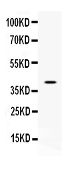 CD48 Rabbit Polyclonal Antibody