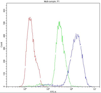 Nicotinic Acetylcholine Receptor alpha 5/CHRNA5 Antibody
