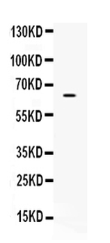 CKAP4 Rabbit Polyclonal Antibody