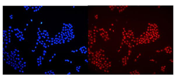 HMGB1 Antibody