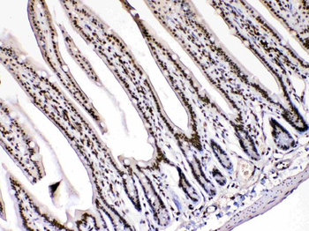 HMGB1 Antibody