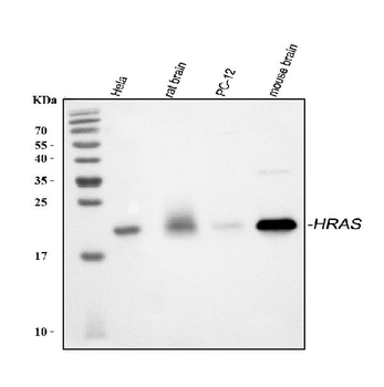 GTPase HRAS Rabbit Polyclonal Antibody