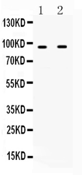 IFNGR1 Antibody