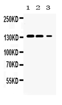 JAK1 Antibody