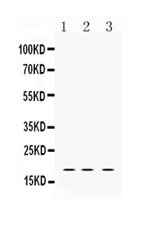 LMO1 Rabbit Polyclonal Antibody