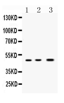 Nanog Rabbit Polyclonal Antibody