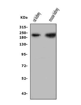 Nephrin/NPHS1 Rabbit Polyclonal Antibody