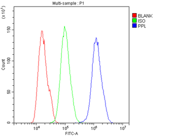 Periplakin/PPL Rabbit Polyclonal Antibody