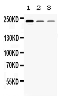 TECTA Rabbit Polyclonal Antibody