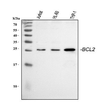Bcl-2/BCL2 Antibody