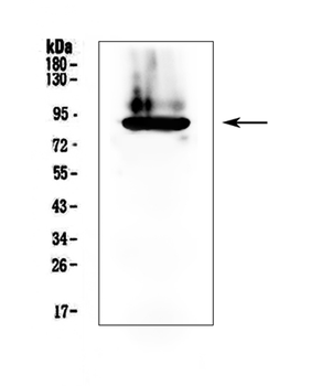 Prothrombin/F2 Rabbit Polyclonal Antibody