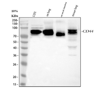 CD44 Antibody