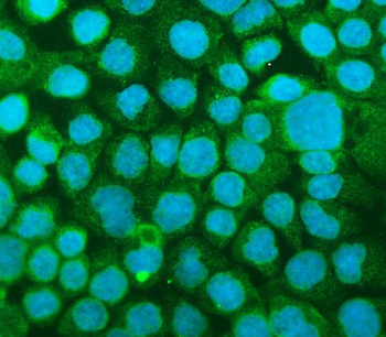 ICAM1 Antibody