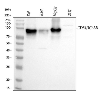 ICAM1 Antibody